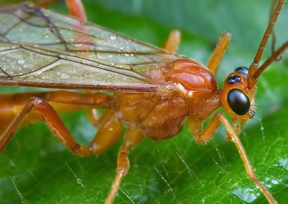 Zele albiditarsus