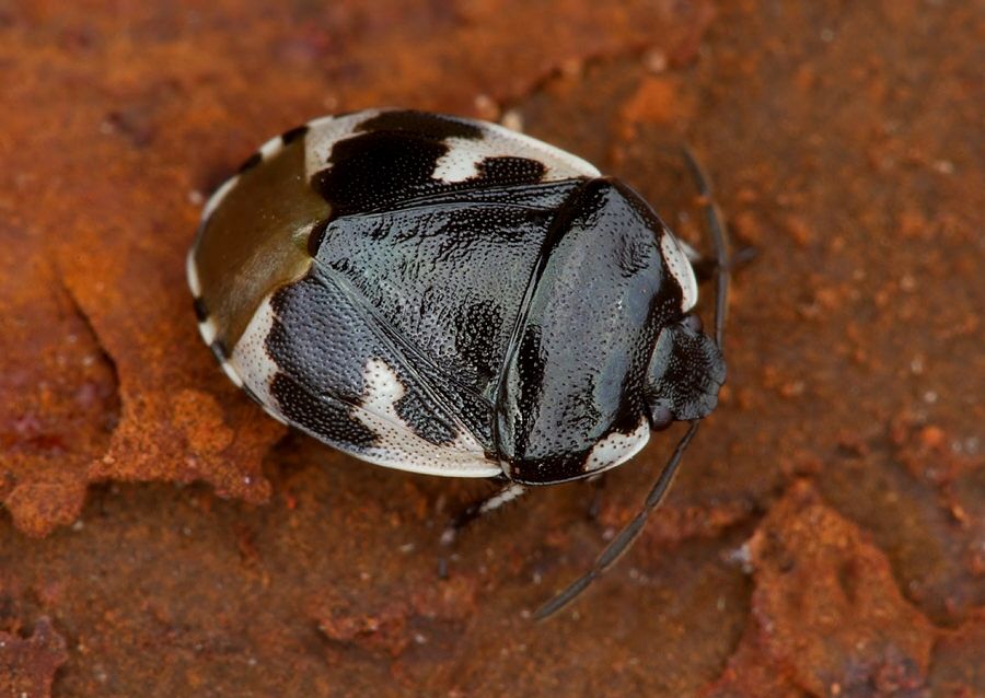 Tritomegas bicolor