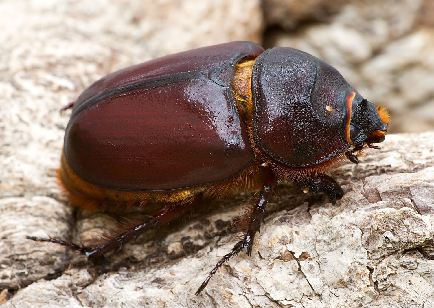 Oryctes nasicornis