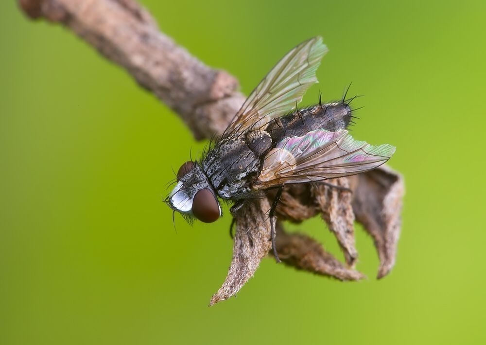 Metopia argyrocephala