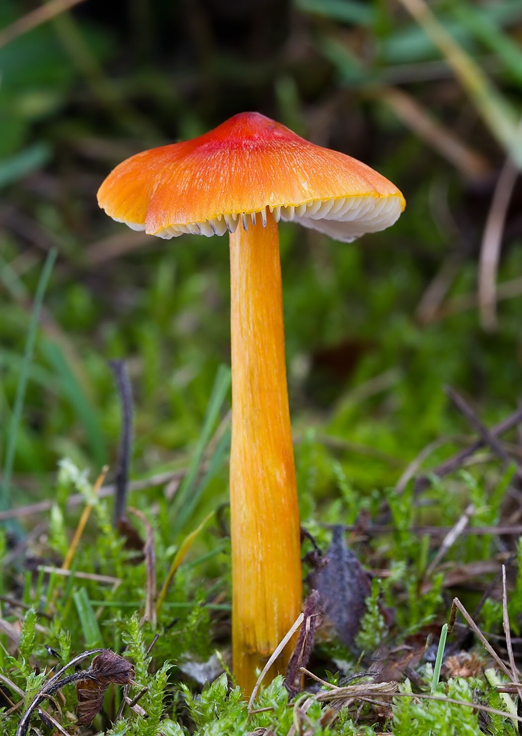Hygrocybe conica