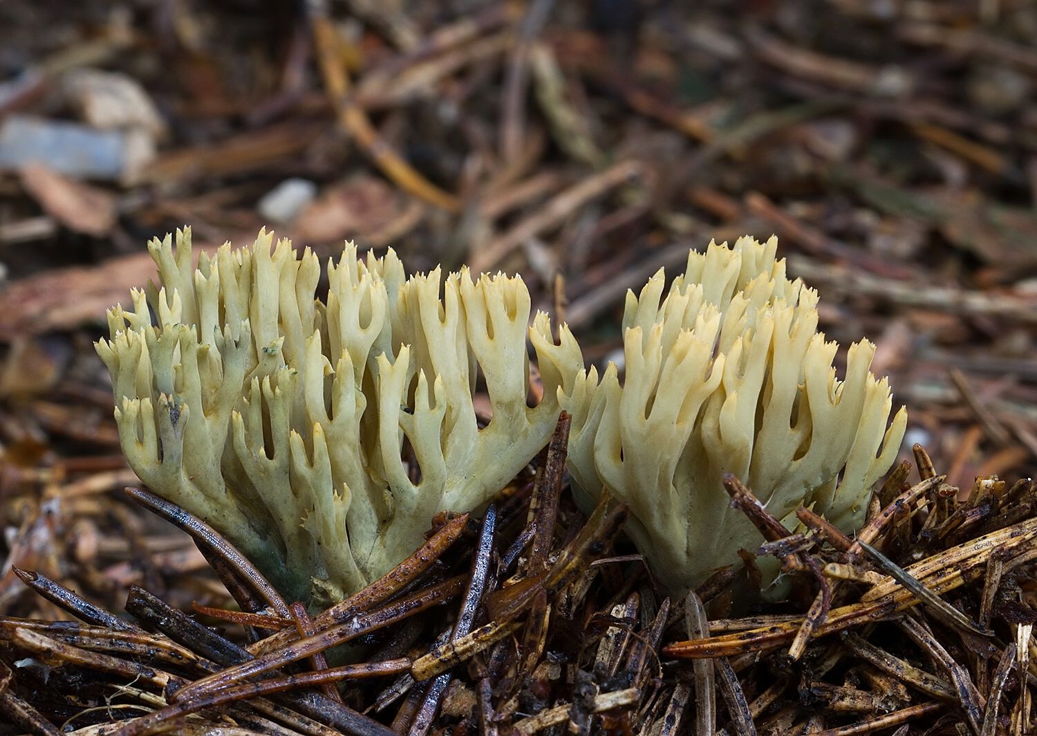Ramaria abietina
