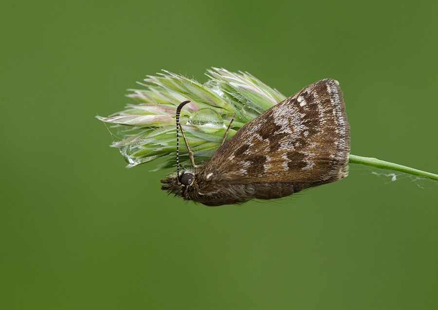 Erynnis tages
