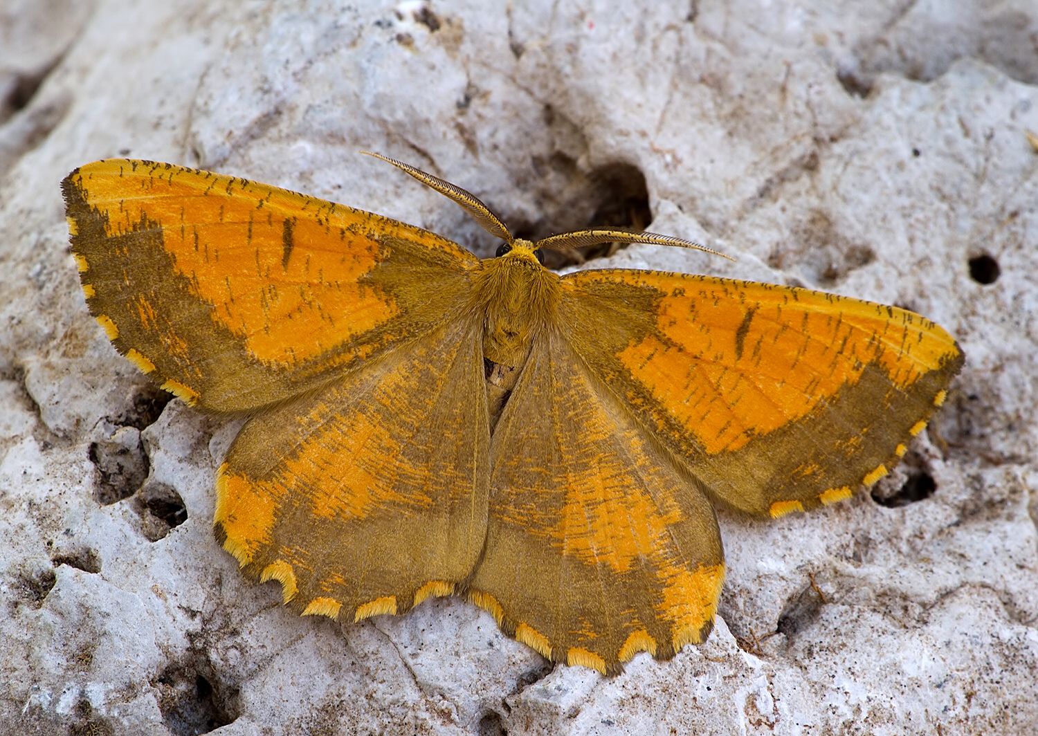 Angerona prunaria