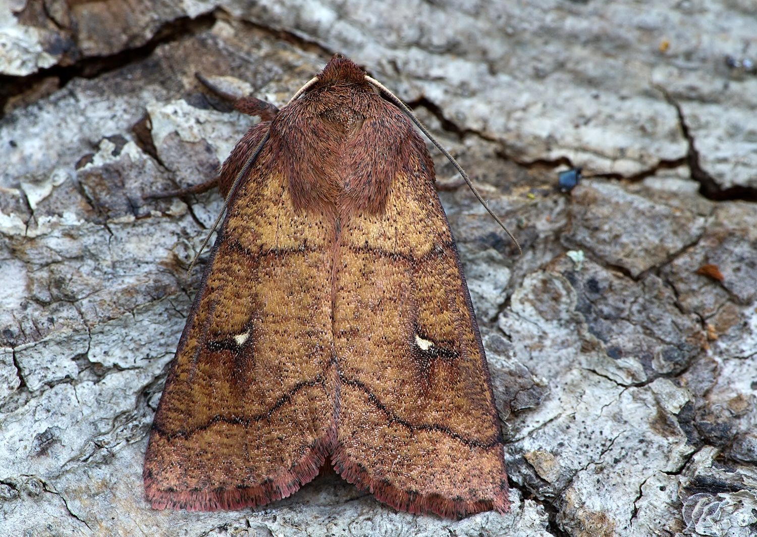 Mythimna turca
