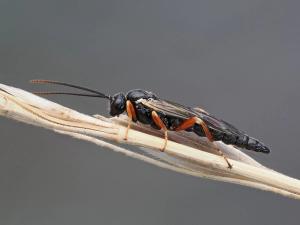 Scambus calobatus