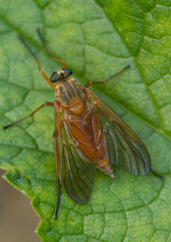 Rhagio tringarius
