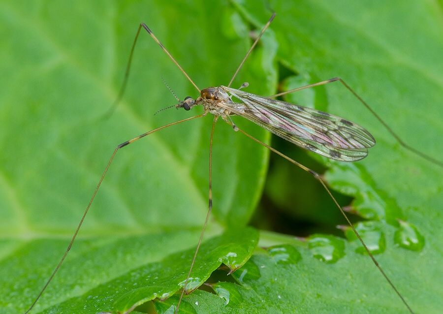 Metalimnobia quadrimaculata cf.