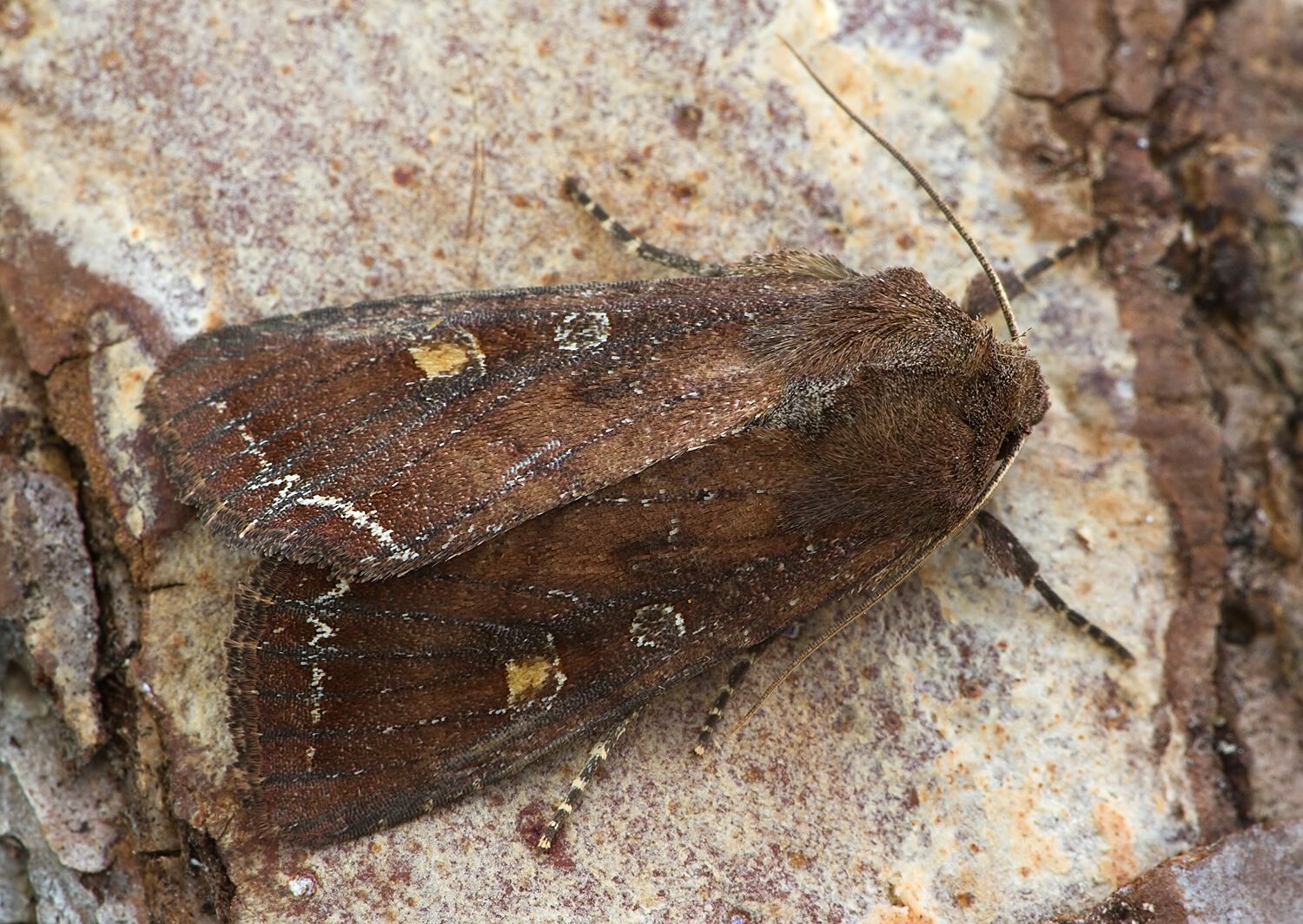 Lacanobia oleracea
