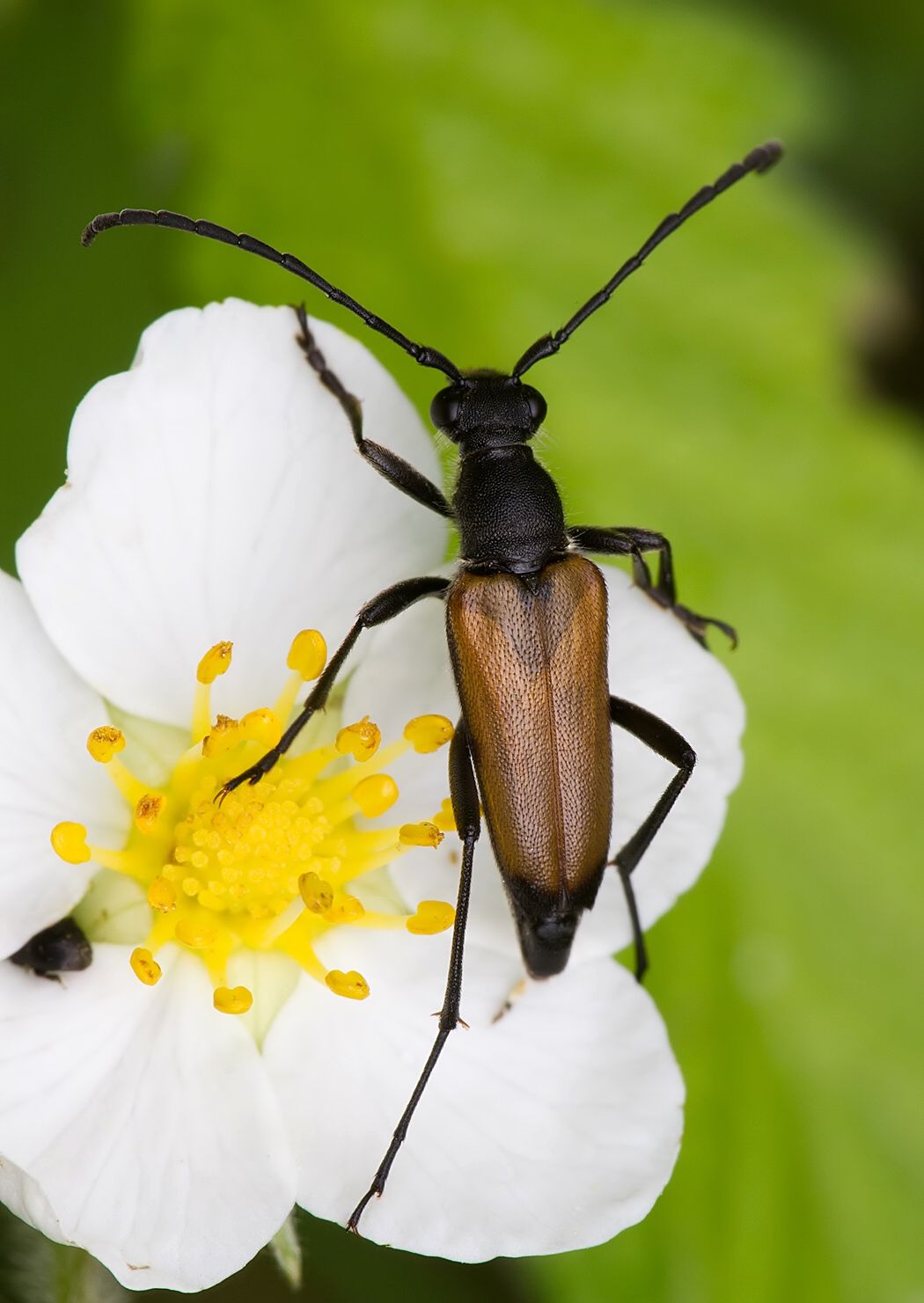 Anastrangalia sanguinolenta