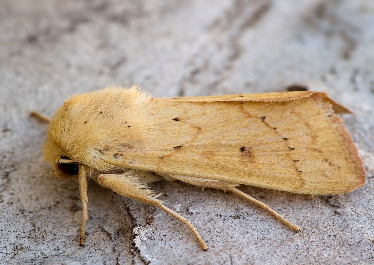 Mythimna vitellina