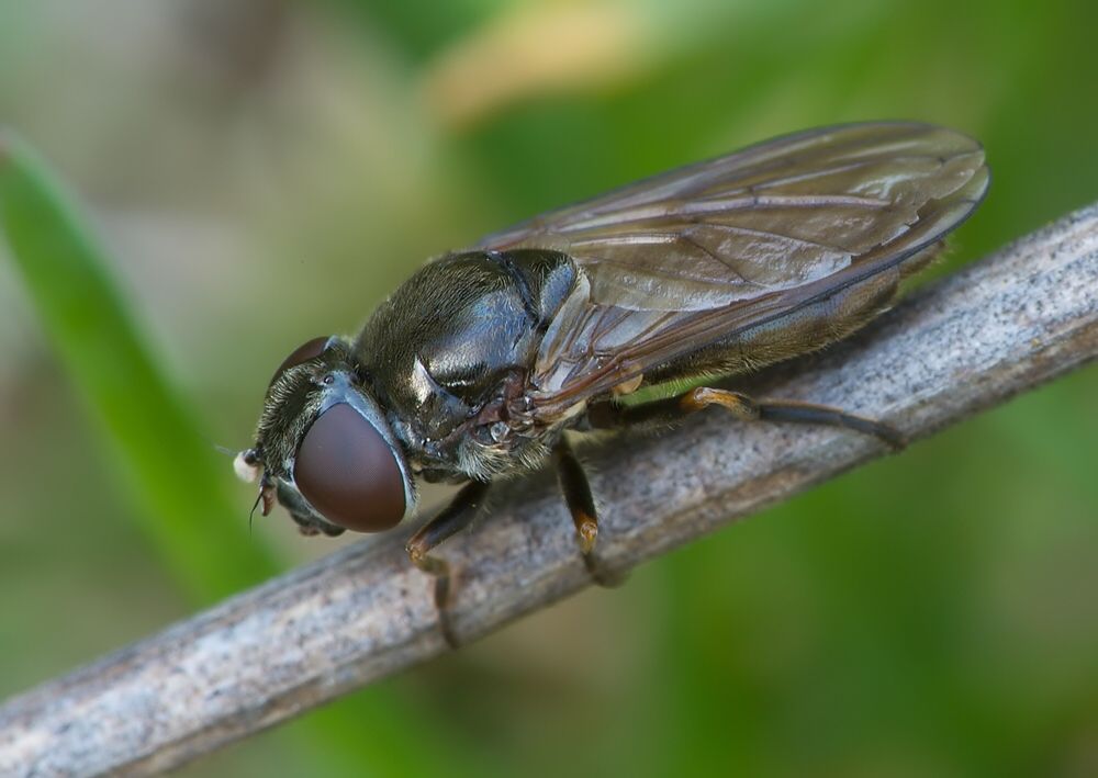 Cheilosia barbata