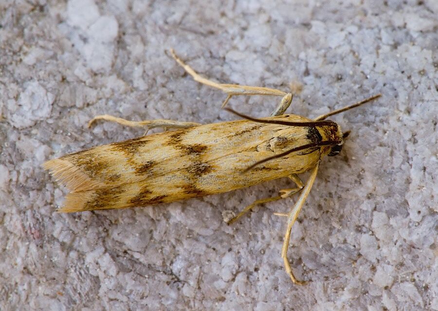 Homoeosoma sinuella
