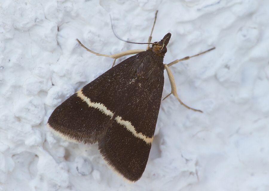 Pyrausta cingulata