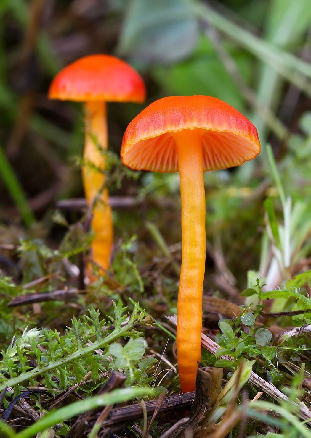 Hygrocybe sp.