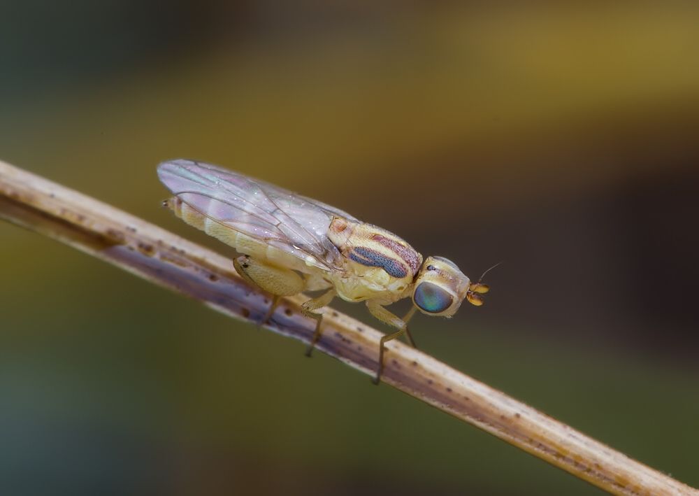 Meromyza femorata