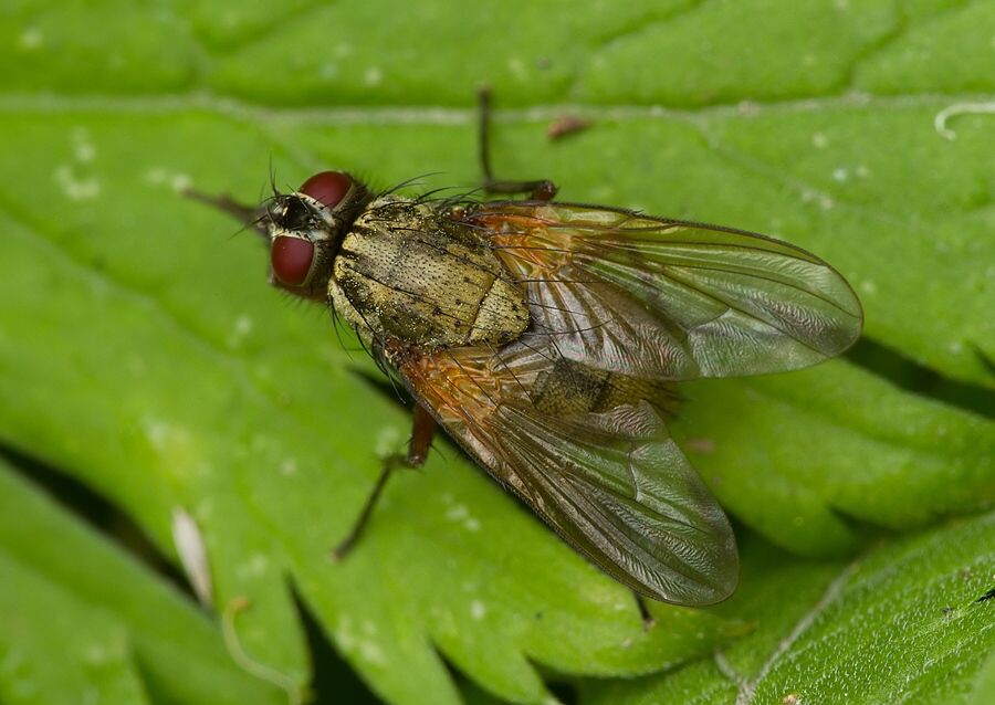 Phaonia angelicae