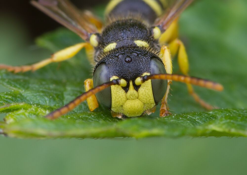 Cerceris arenaria
