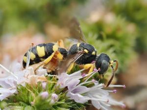 Ectemnius hypsae