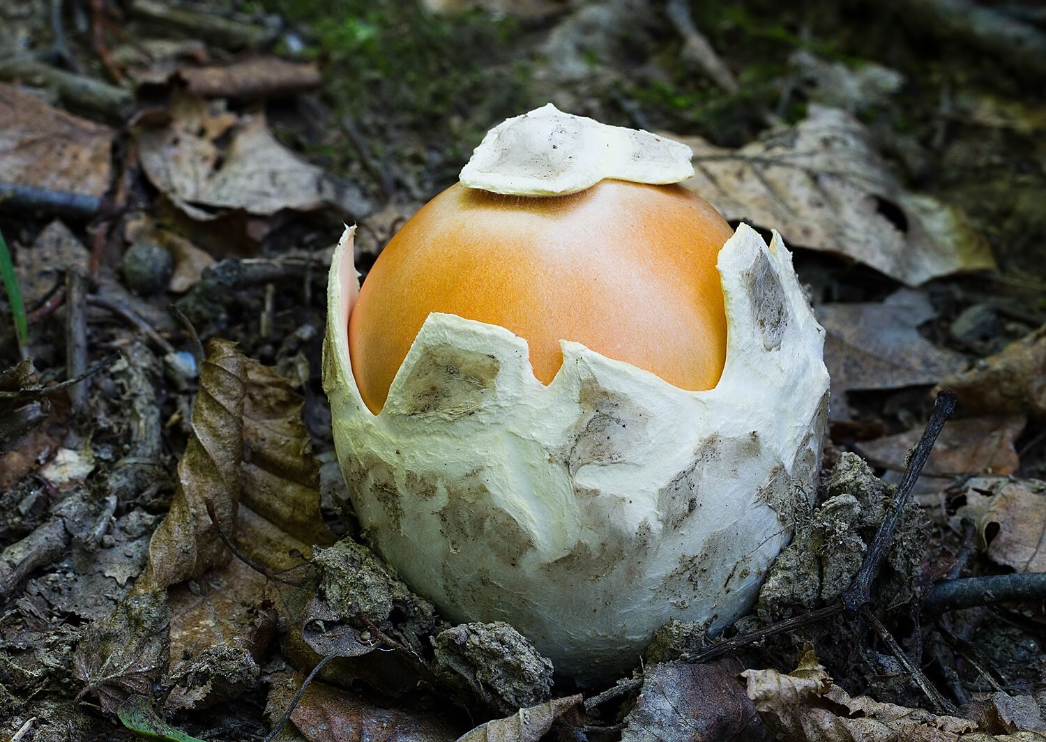Amanita caesarea