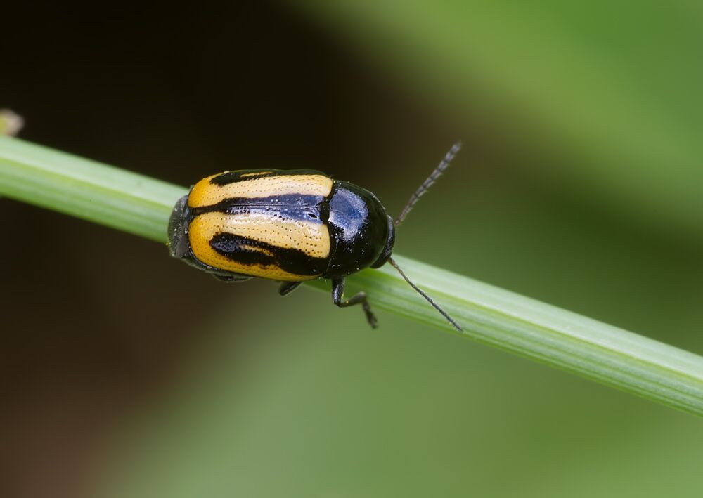 Cryptocephalus vittatus