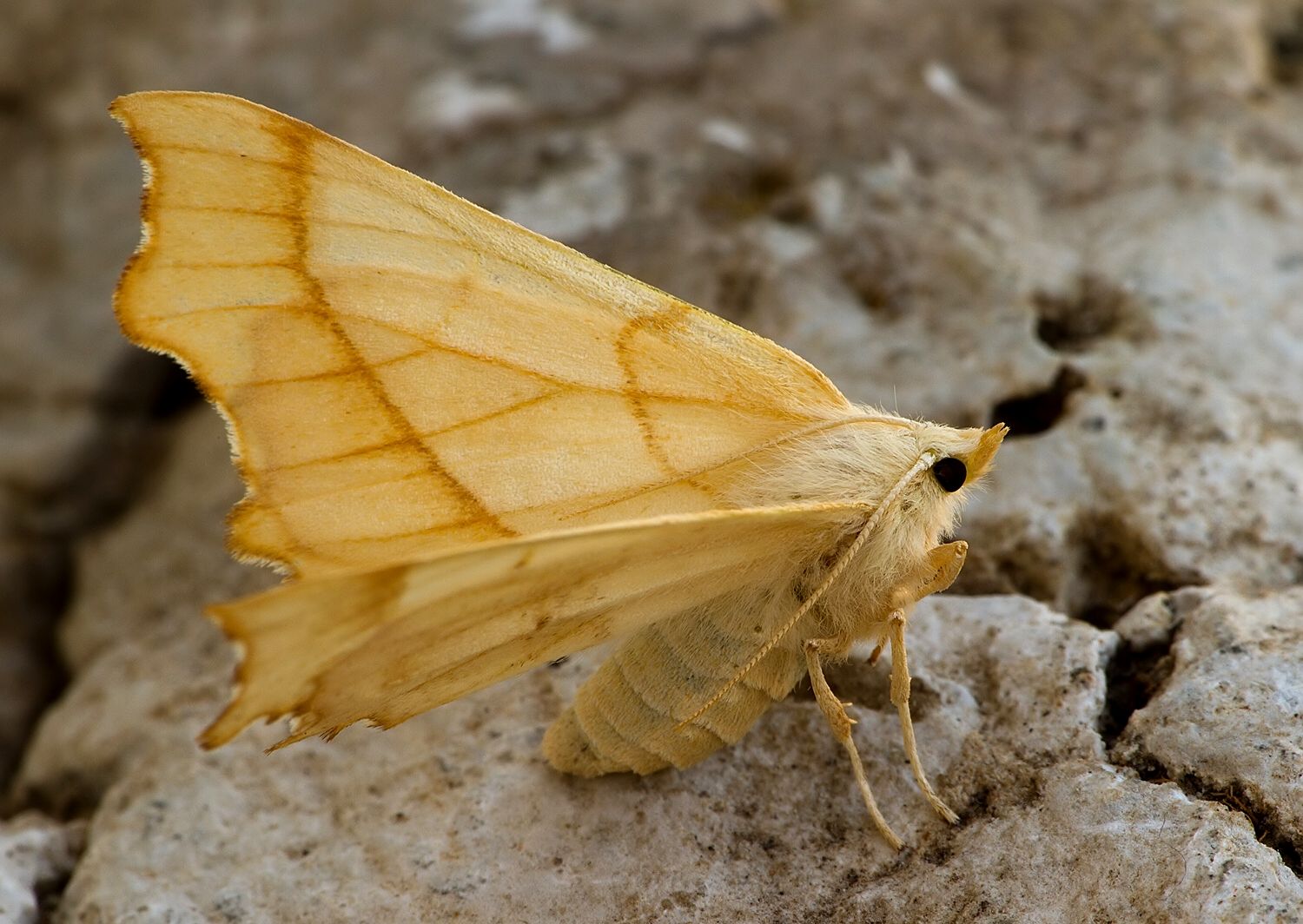 Ennomos quercaria