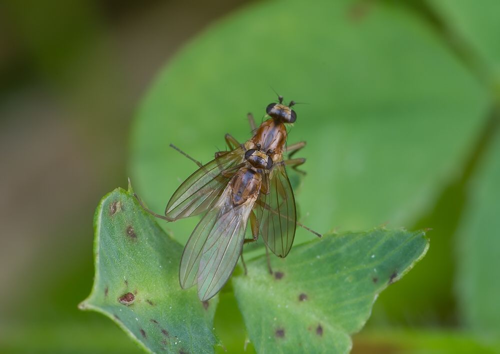 Lonchoptera strobli