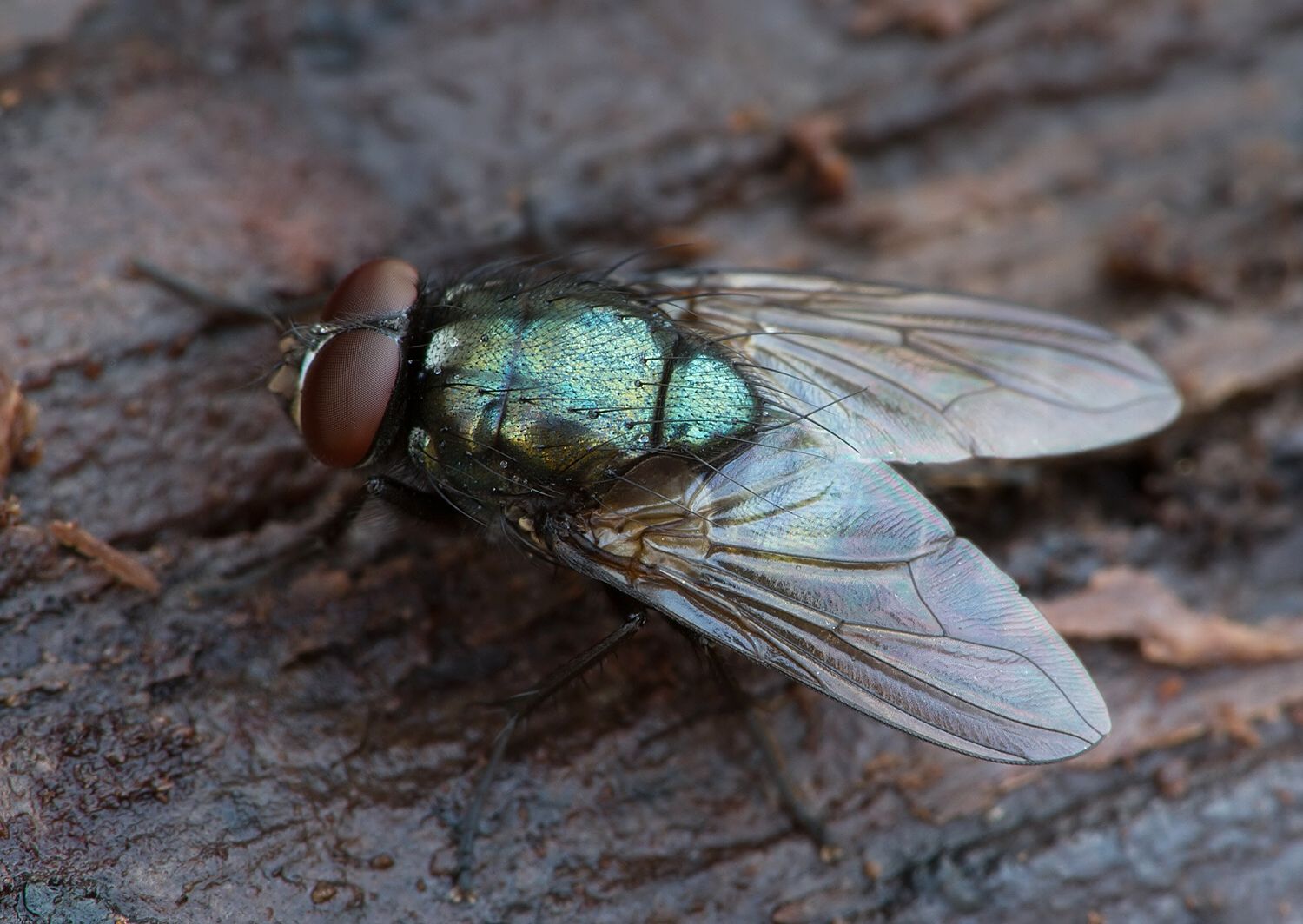 Pyrellia rapax