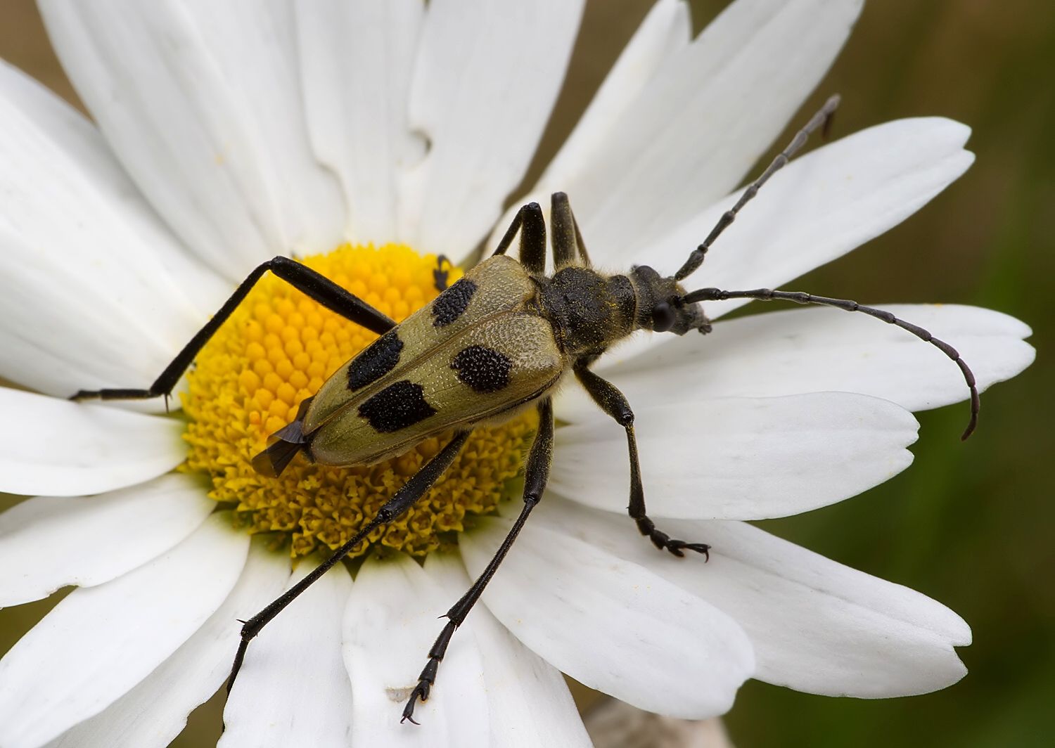 Pachyta quadrimaculata
