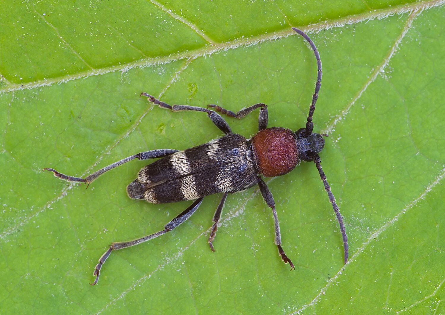 Chlorophorus hungaricus