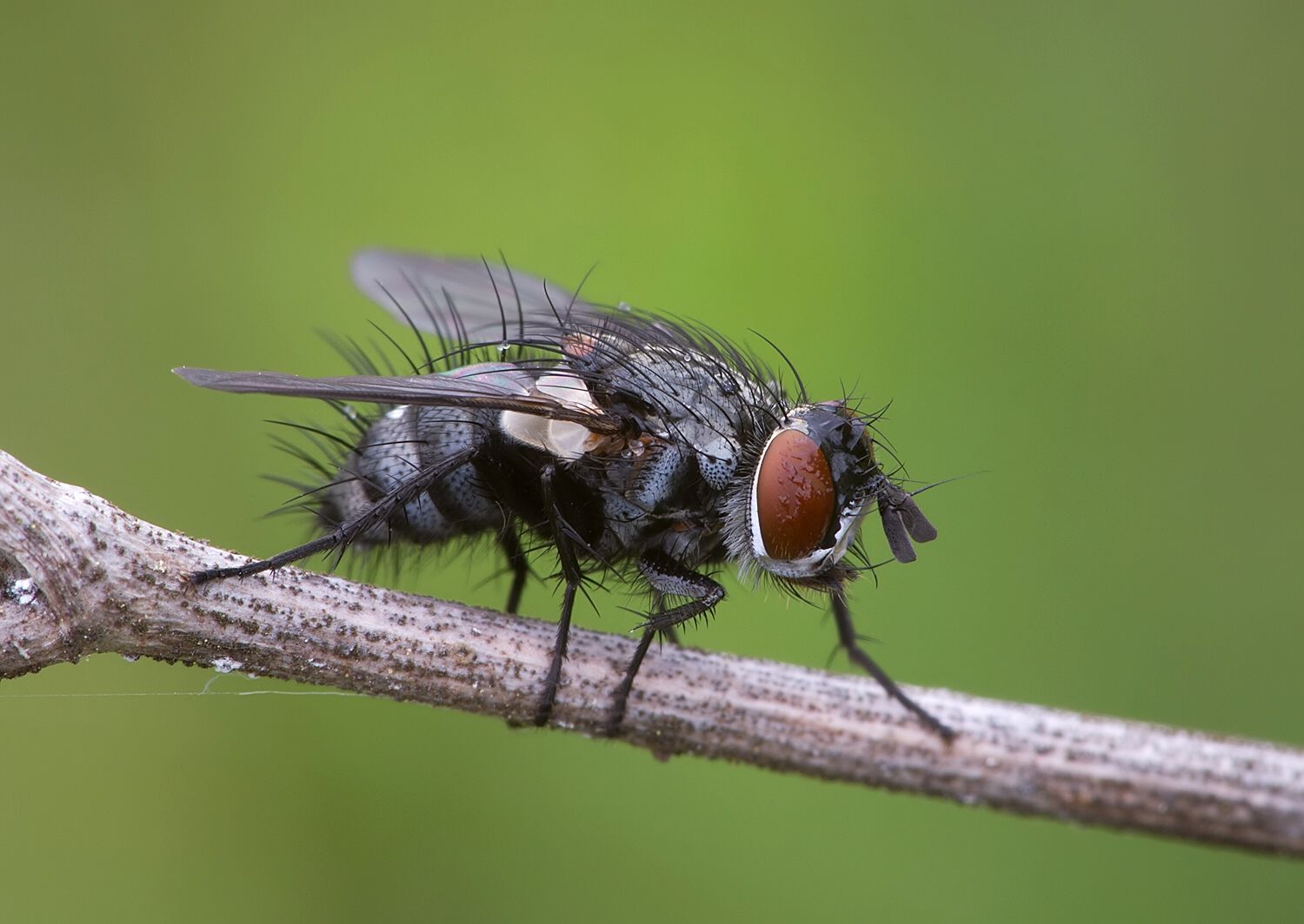 Phorocera grandis