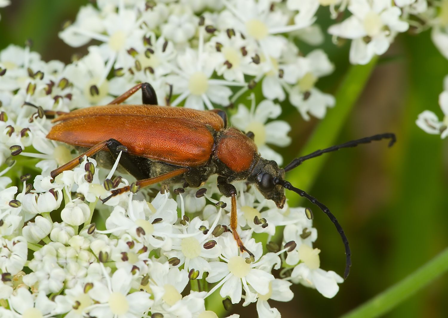 Stictoleptura rubra