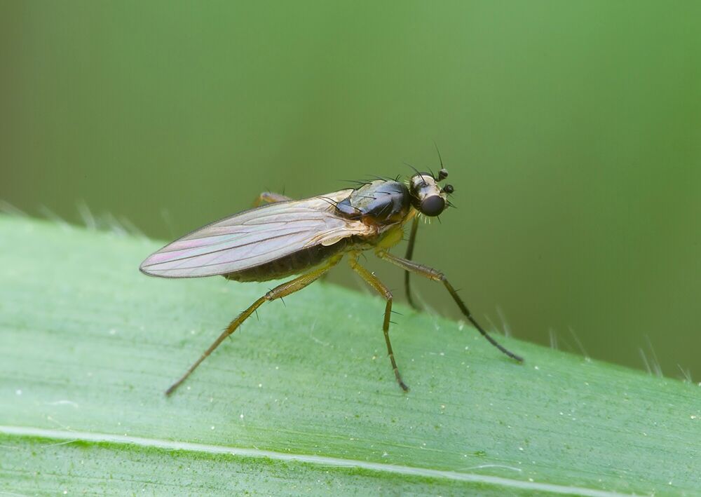 Lonchoptera strobli
