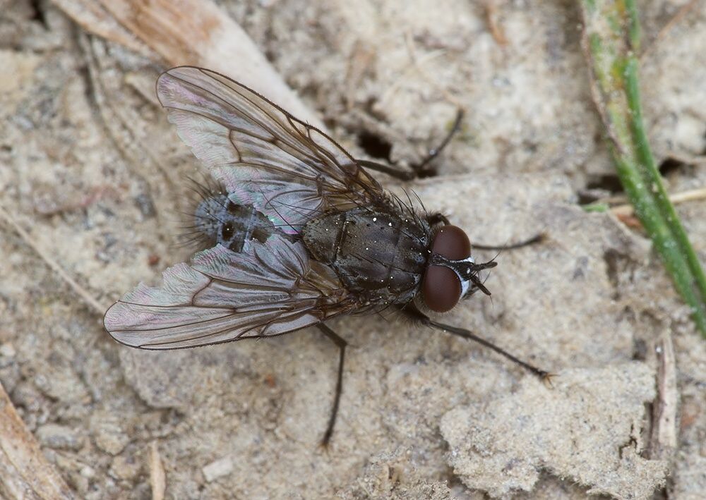 Helina evecta