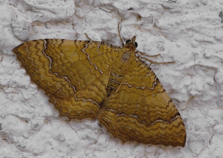 Camptogramma bilineata