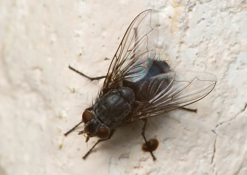 Calliphora vomitoria