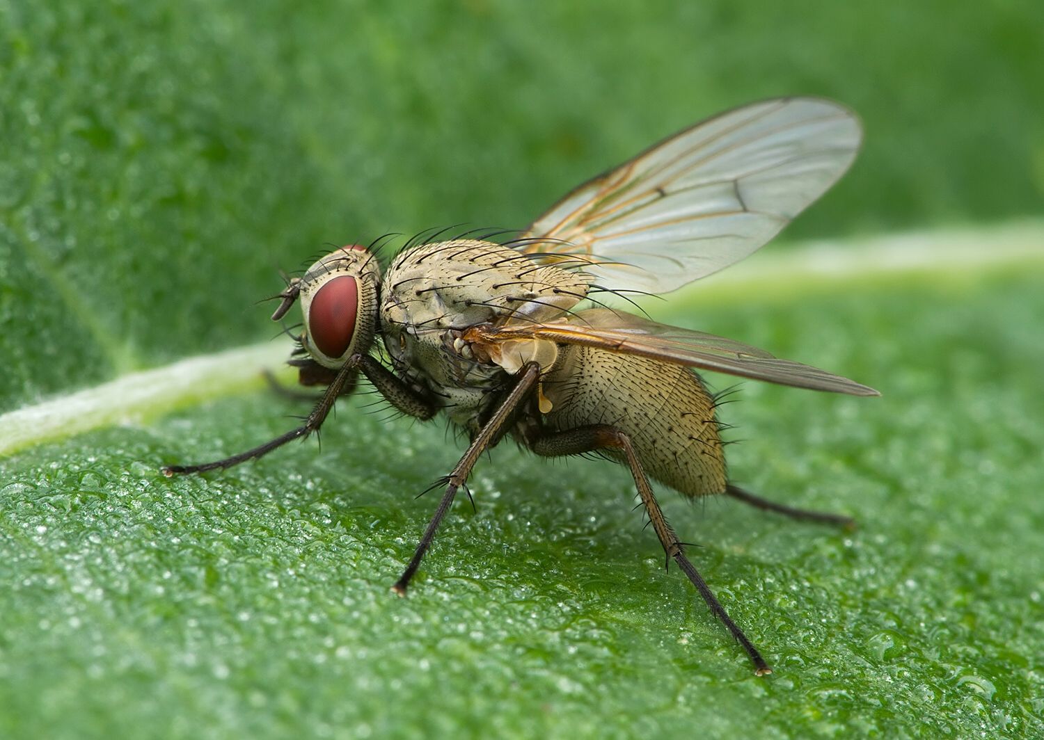 Anthomyia liturata