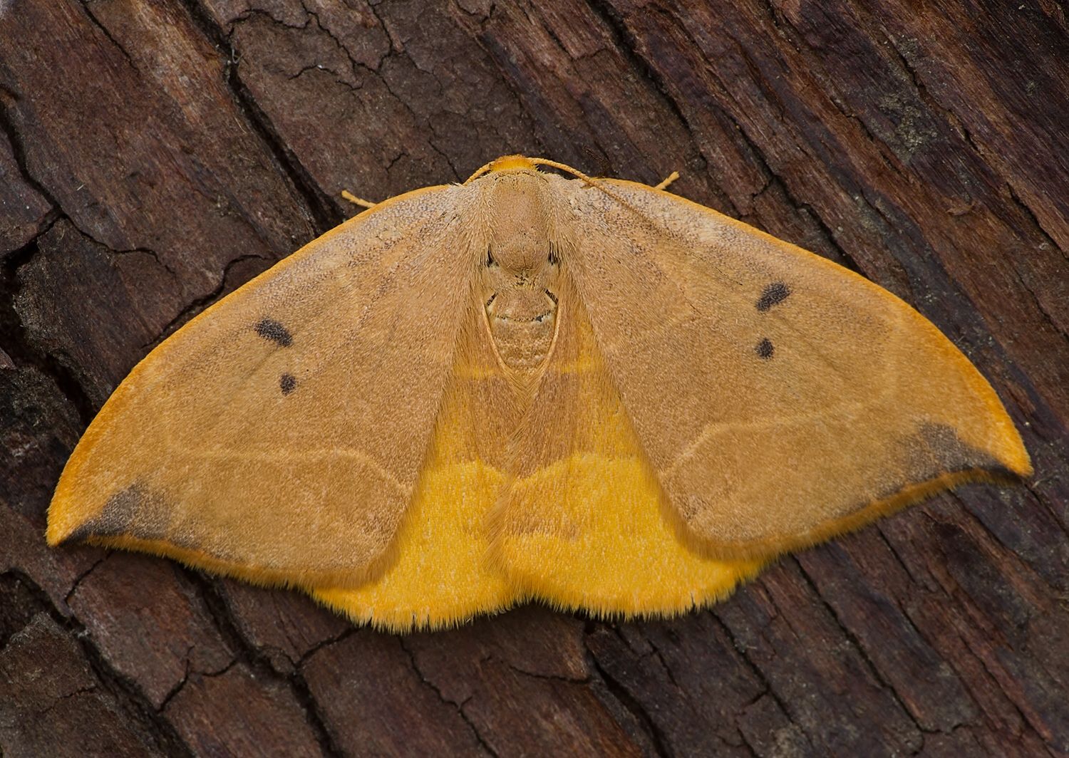 Watsonalla binaria