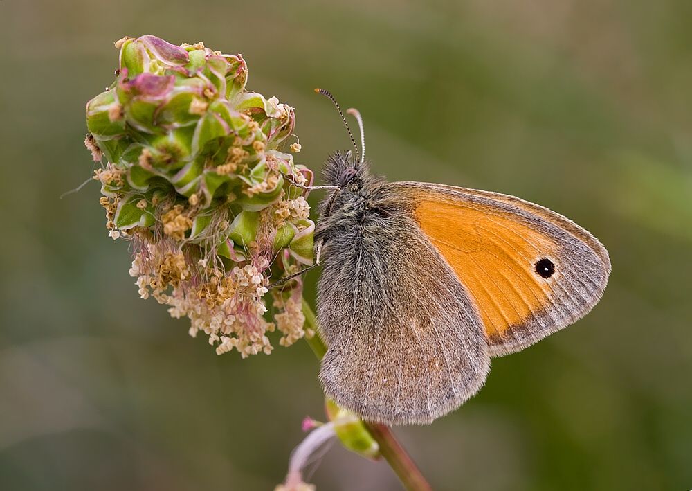 Coenonympha pamphilus