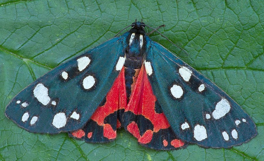 Callimorpha dominula