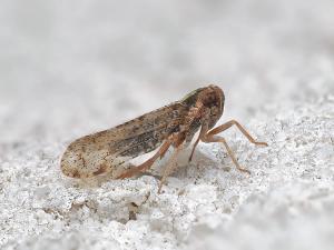 Cixius distinguendus cf.