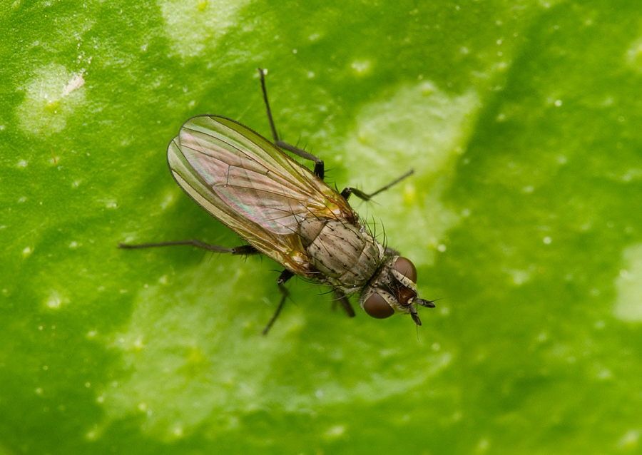 Delia platura