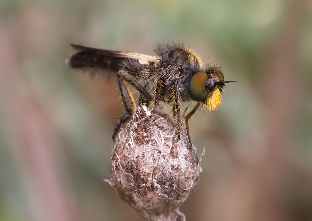Holopogon nigripennis