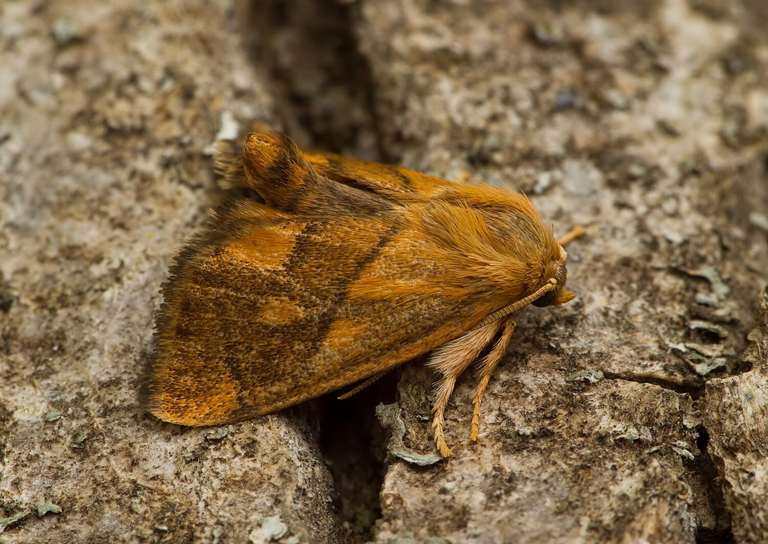 Apoda limacodes