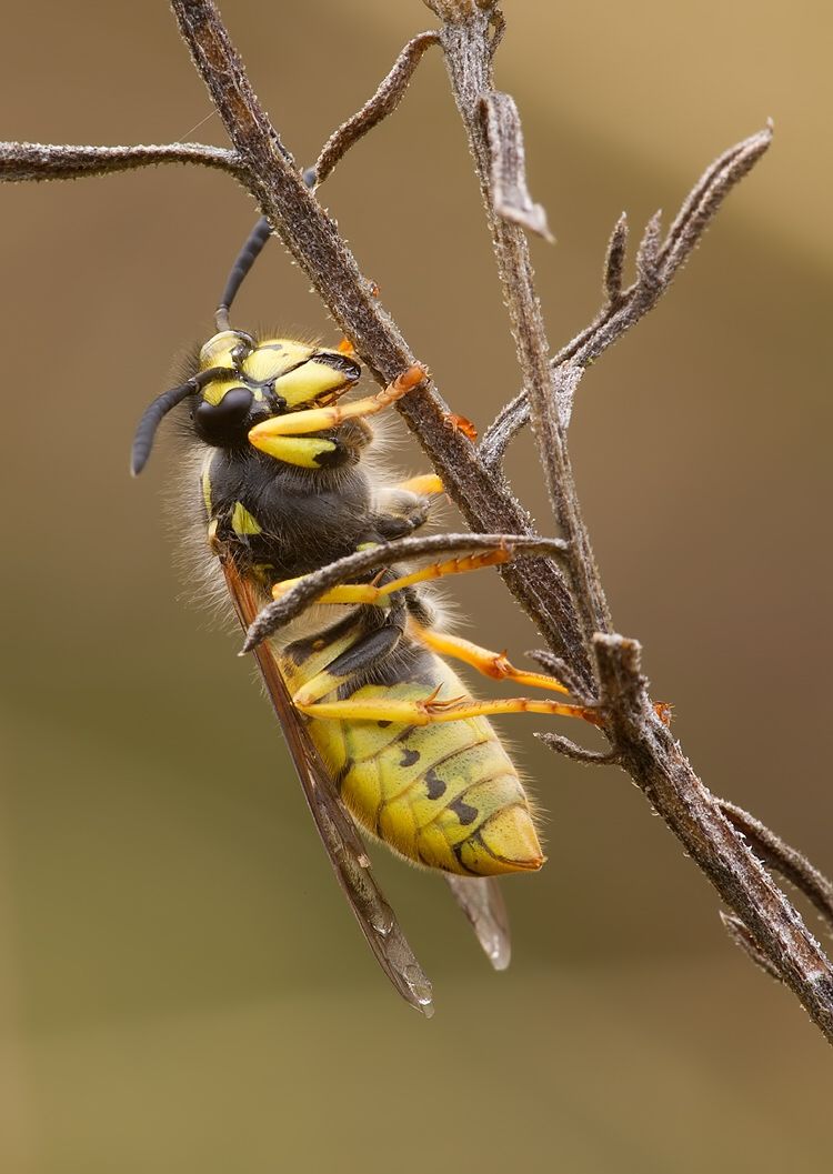 Vespula germanica