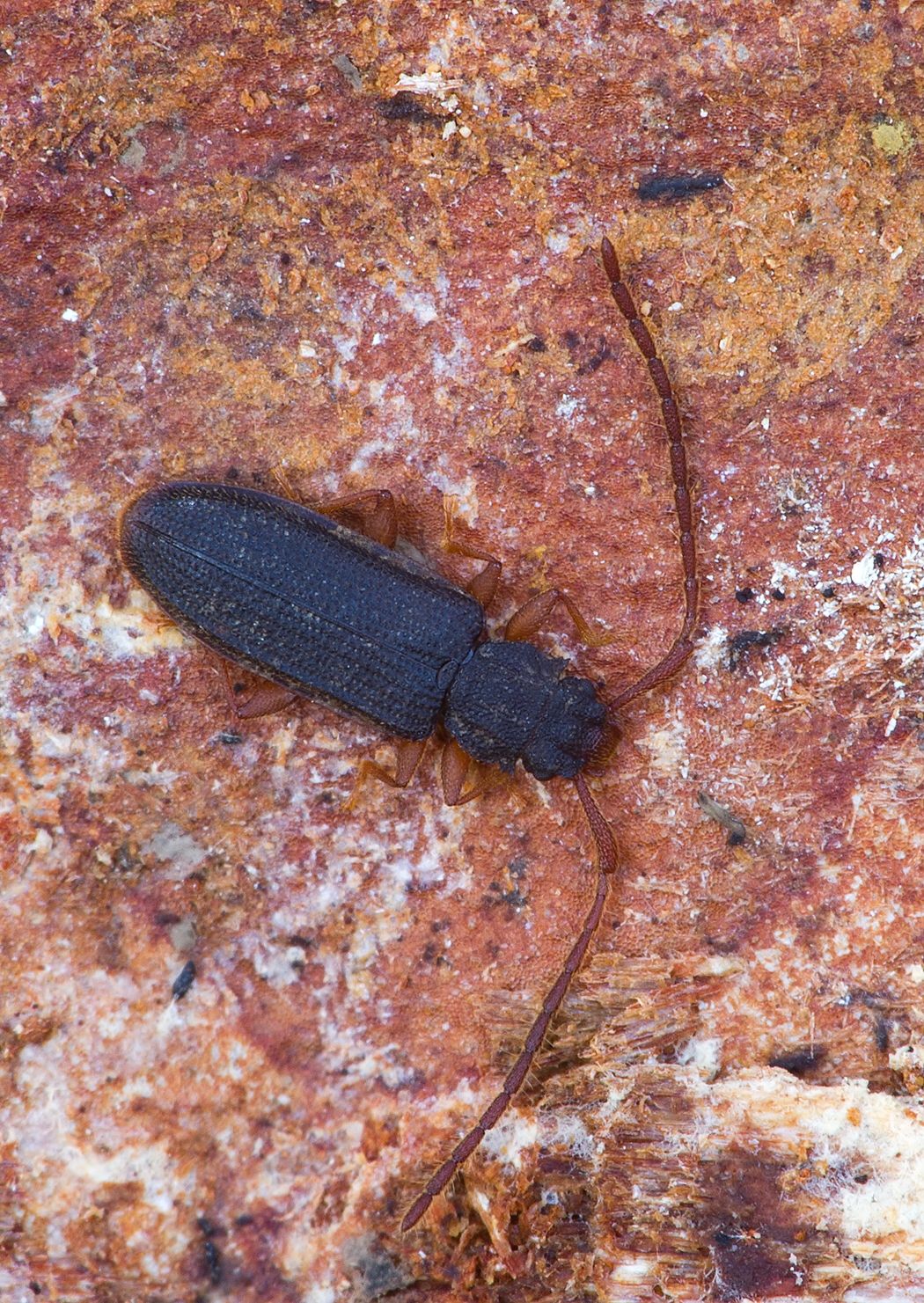 Uleiota planata