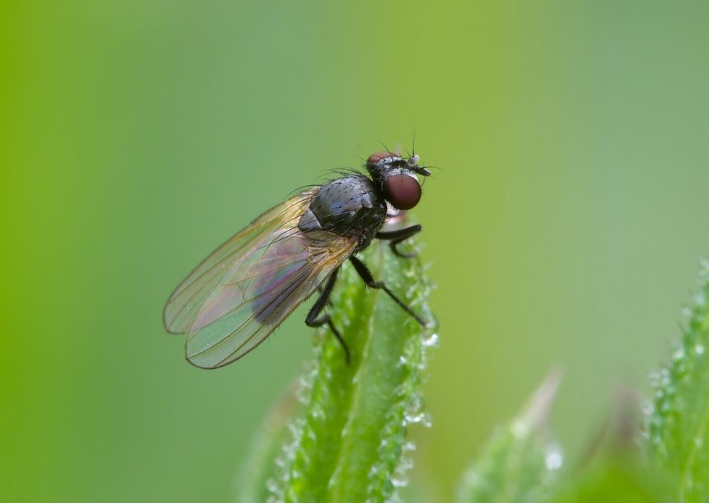 Fannia manicata