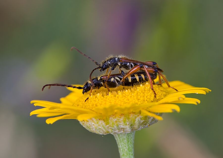 Stenopterus rufus