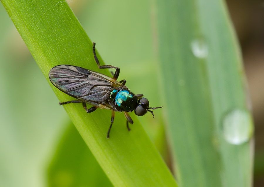 Beris geniculata