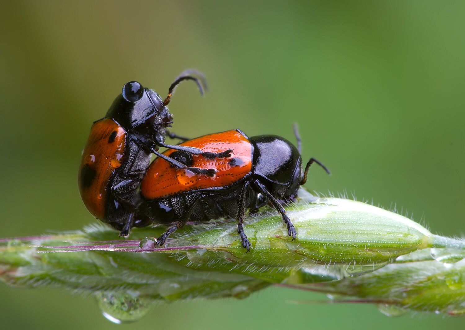 Cryptocephalus bipunctatus